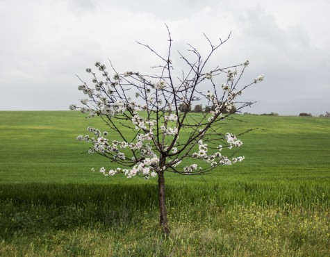 The Manellis (storia di una famiglia)